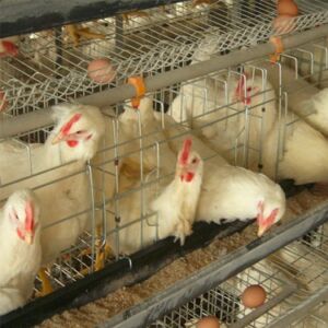 Chicken Cage